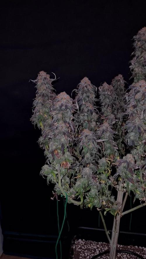Haze Berry | Royal Queen Seeds