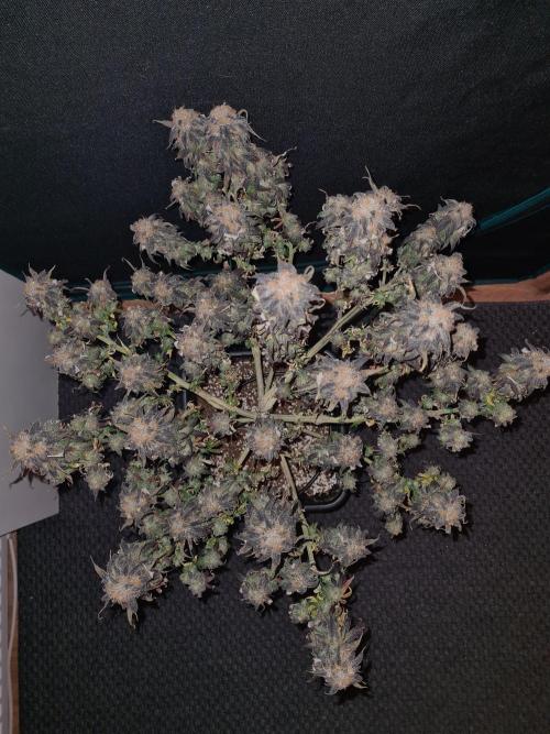 Haze Berry | Royal Queen Seeds. Week 23 - 22-1 #2