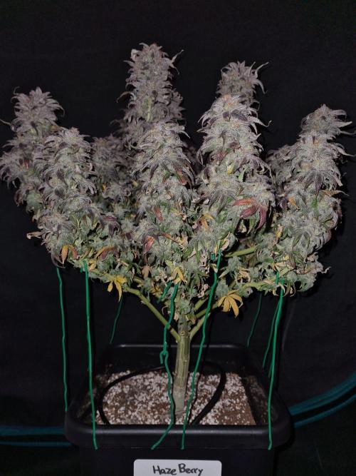 Haze Berry | Royal Queen Seeds. Week 24 - 29-11 #1