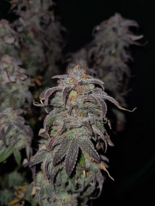 Haze Berry | Royal Queen Seeds. Week 24 - 29-11 #1