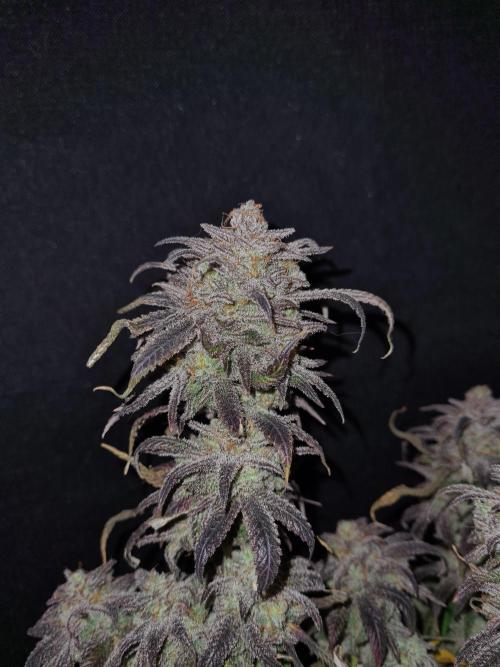 Haze Berry | Royal Queen Seeds. Week 24 - 29-11 #1