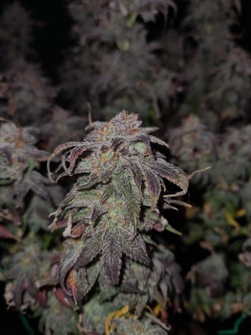 Haze Berry | Royal Queen Seeds. Week 24 - 29-11 #1