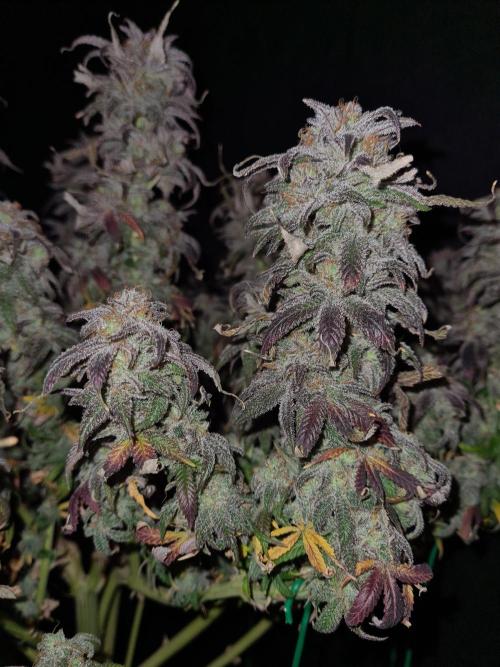 Haze Berry | Royal Queen Seeds. Week 24 - 29-11 #1