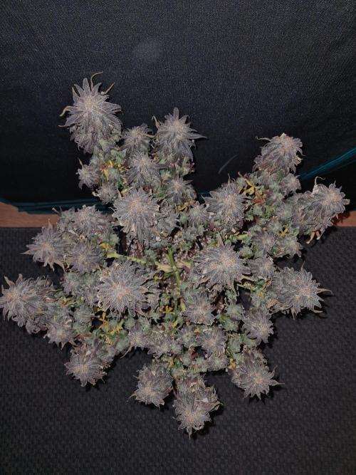 Haze Berry | Royal Queen Seeds. Week 24 - 29-11 #1