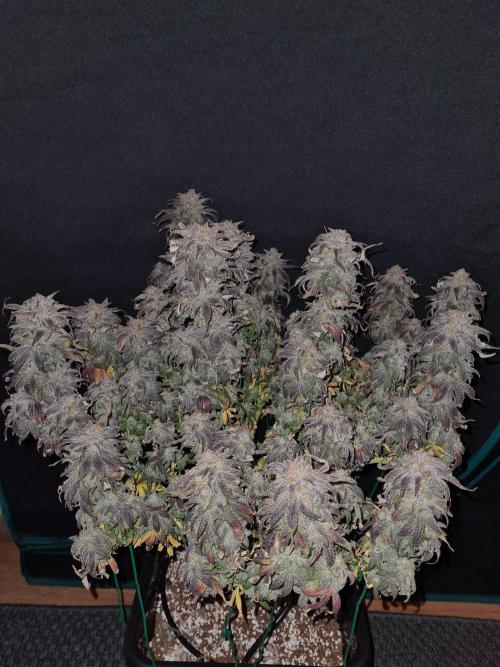 Haze Berry | Royal Queen Seeds. Week 24 - 29-11 #1