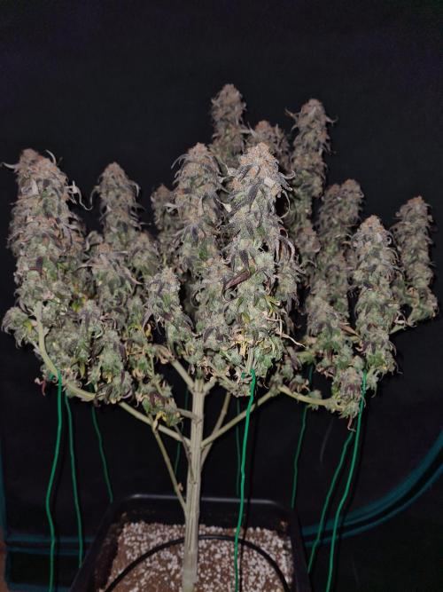 Haze Berry | Royal Queen Seeds. Week 24 - 29-11 #2