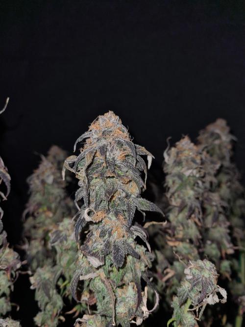 Haze Berry | Royal Queen Seeds. Week 24 - 29-11 #2
