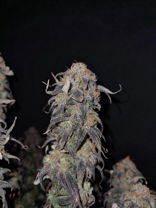 Haze Berry | Royal Queen Seeds. Week 24 - 29-11 #2