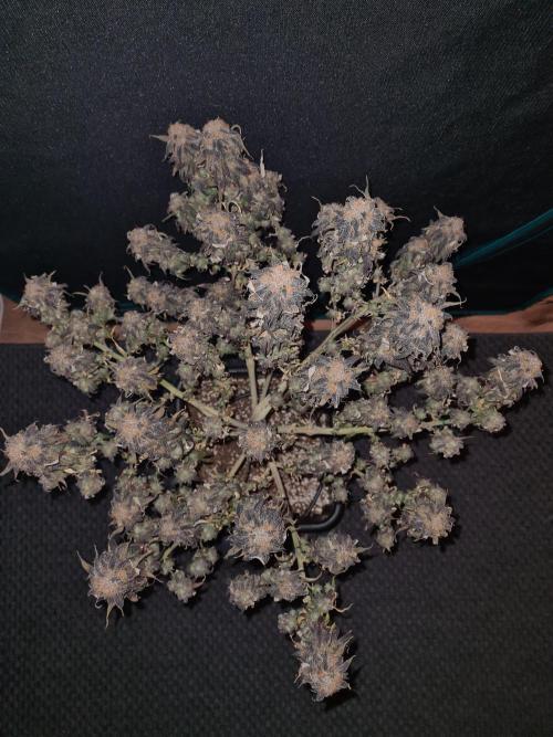 Haze Berry | Royal Queen Seeds. Week 24 - 29-11 #2