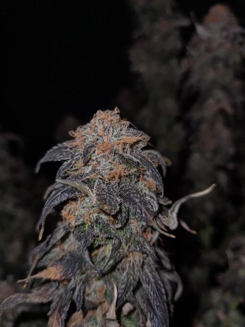 Haze Berry | Royal Queen Seeds. Week 24 - 29-11 #2