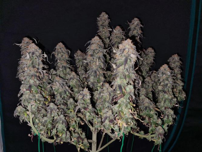 Haze Berry | Royal Queen Seeds. Week 24 - 29-11 #2