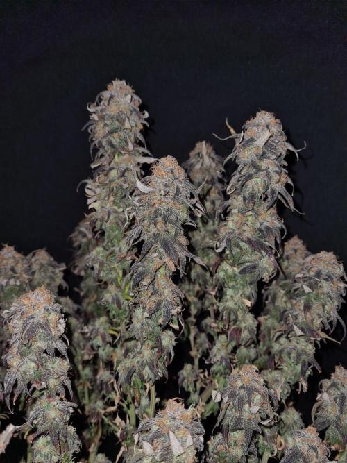 Haze Berry | Royal Queen Seeds. Week 24 - 29-11 #2