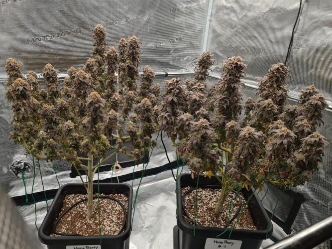 Haze Berry | Royal Queen Seeds. Week 24 - 29-11