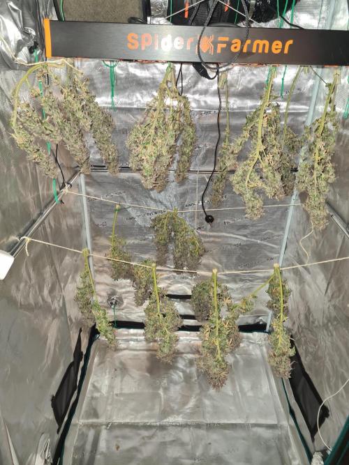 Haze Berry | Royal Queen Seeds. Week 24 - 30-11 Harvest day