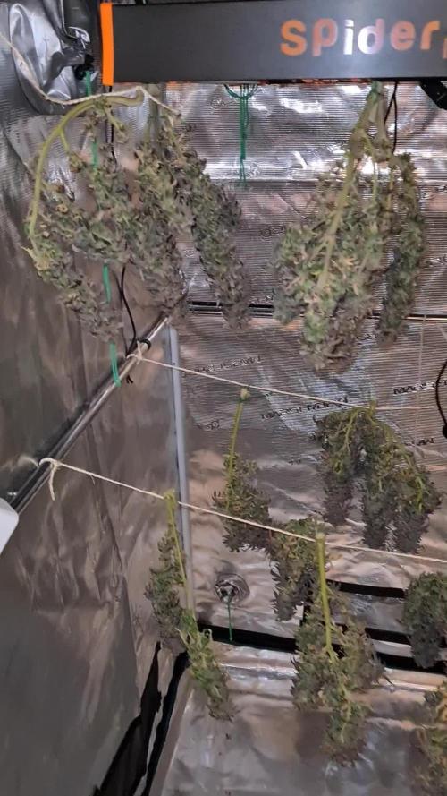 Haze Berry | Royal Queen Seeds