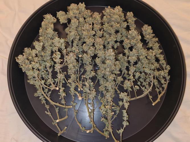 White Widow | Green House Seed Co.. Week 23 - #1