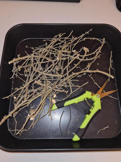 White Widow | Green House Seed Co.. Week 23 - #1