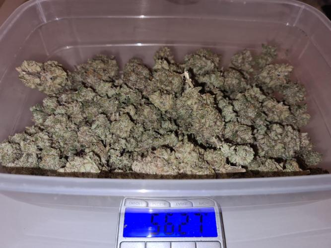 White Widow | Green House Seed Co.. Week 23 - #1 Trimmed buds