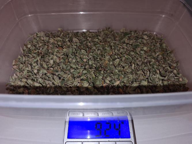 White Widow | Green House Seed Co.. Week 23 - #1 Trim