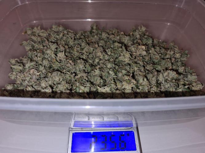 White Widow | Green House Seed Co.. Week 23 - #1 Popcorn buds