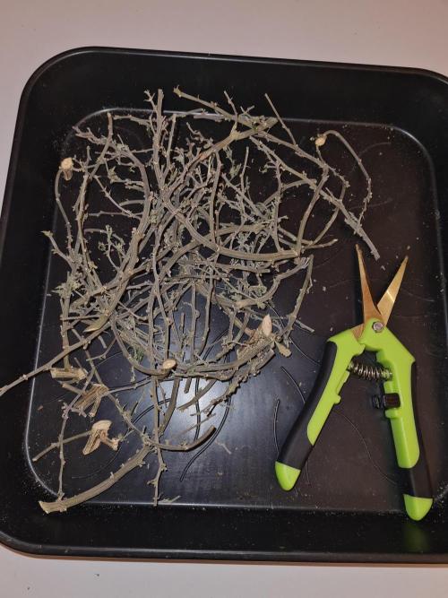 White Widow | Green House Seed Co.. Week 23 - #2