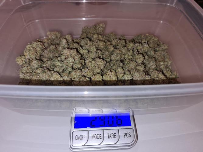 White Widow | Green House Seed Co.. Week 23 - #2 Trimmed Buds