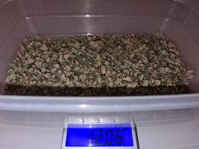 White Widow | Green House Seed Co.. Week 23 - #2 Trim