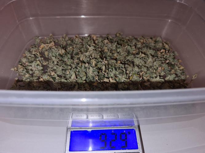 White Widow | Green House Seed Co.. Week 23 - #2 Popcorn Buds