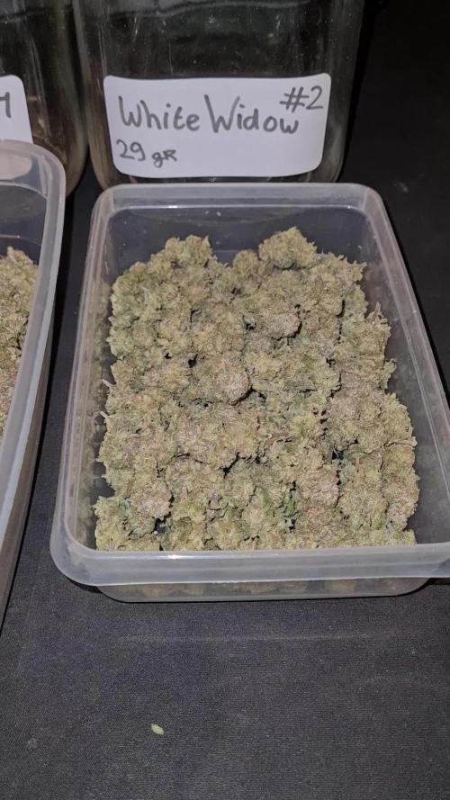 White Widow | Green House Seed Co.