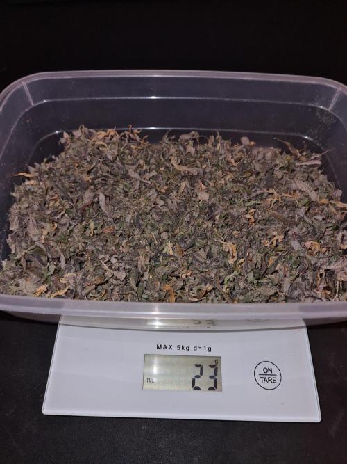 Haze Berry | Royal Queen Seeds. Week 25 - #1 Trim