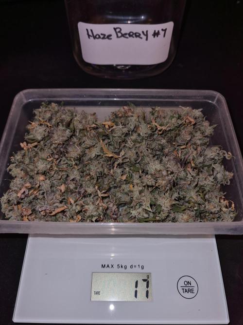 Haze Berry | Royal Queen Seeds. Week 25 - #1 Small buds