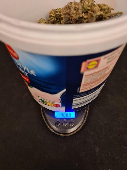 Haze Berry | Royal Queen Seeds. Week 25 - #1