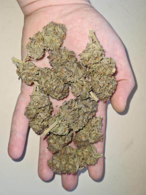 Haze Berry | Royal Queen Seeds. Week 25 - #1