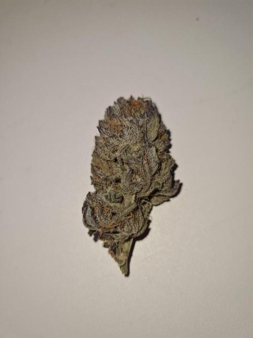 Haze Berry | Royal Queen Seeds. Week 25 - #1