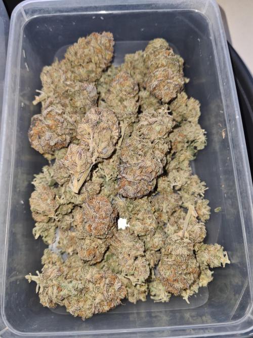 Haze Berry | Royal Queen Seeds. Week 25 - #1