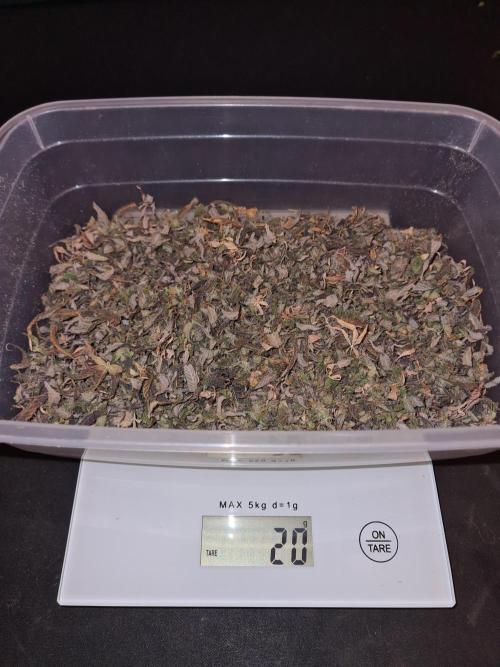 Haze Berry | Royal Queen Seeds. Week 25 - #2 Trim