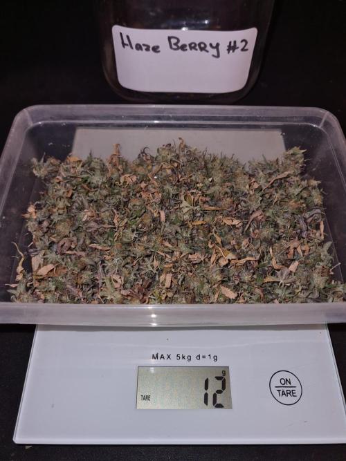 Haze Berry | Royal Queen Seeds. Week 25 - #2 Small buds