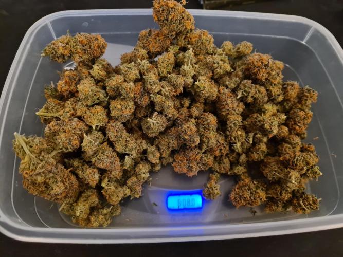 Haze Berry | Royal Queen Seeds. Week 25 - #2 Trimmed buds