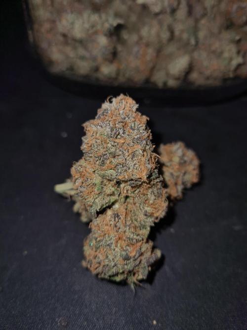 Haze Berry | Royal Queen Seeds. Week 25 - #2