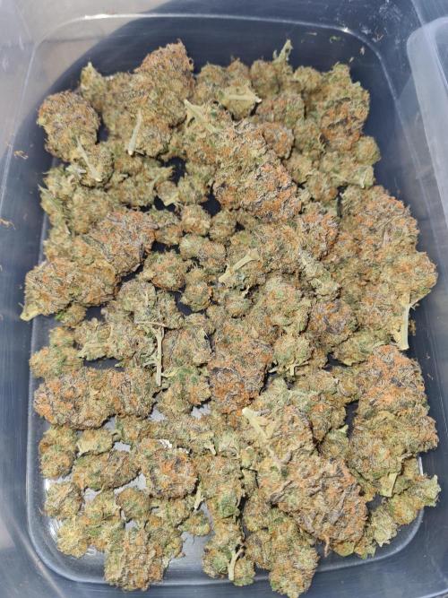 Haze Berry | Royal Queen Seeds. Week 25 - #2