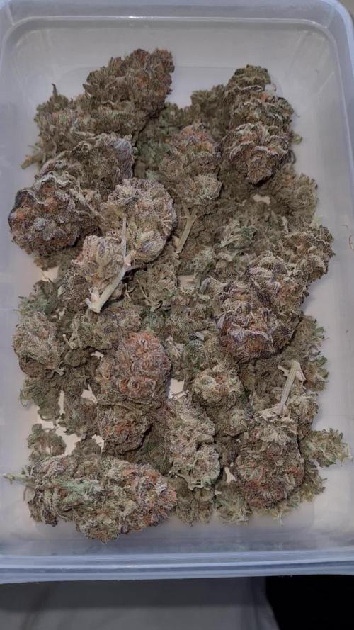 Haze Berry | Royal Queen Seeds