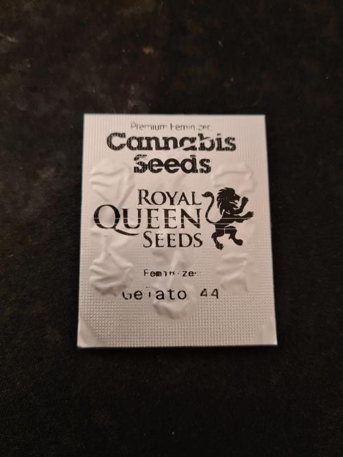 Gelato 44 | Royal Queen Seeds. Week 0 - Seeds