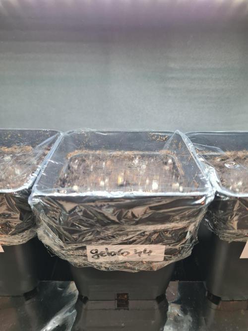 Gelato 44 | Royal Queen Seeds. Week 0 - 4-11