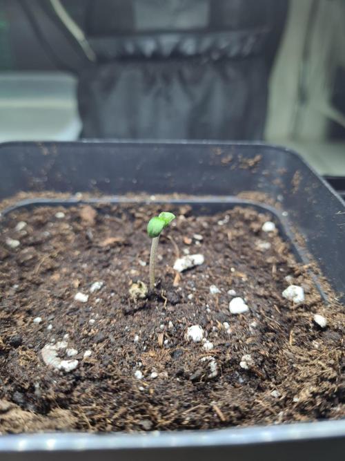 Gelato 44 | Royal Queen Seeds. Week 0 - 5-11