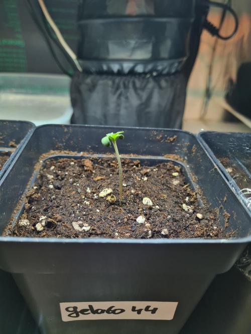 Gelato 44 | Royal Queen Seeds. Week 0 - 6-11
