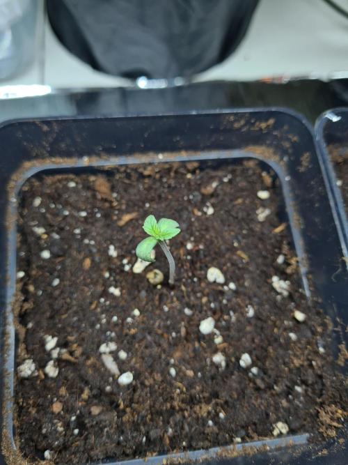 Gelato 44 | Royal Queen Seeds. Week 0 - 6-11