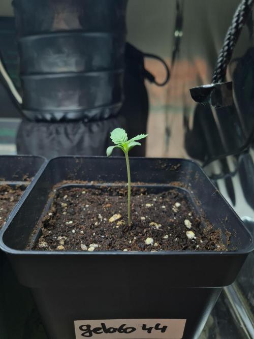 Gelato 44 | Royal Queen Seeds. Week 0 - 8-11