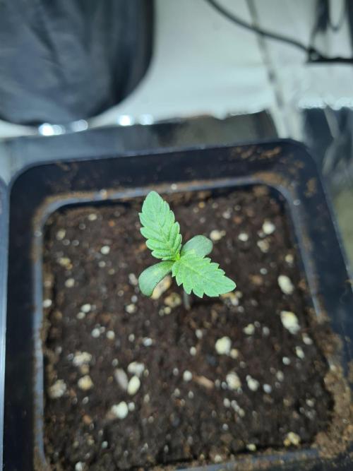 Gelato 44 | Royal Queen Seeds. Week 0 - 8-11