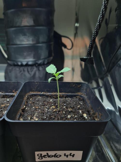 Gelato 44 | Royal Queen Seeds. Week 0 - 10-11