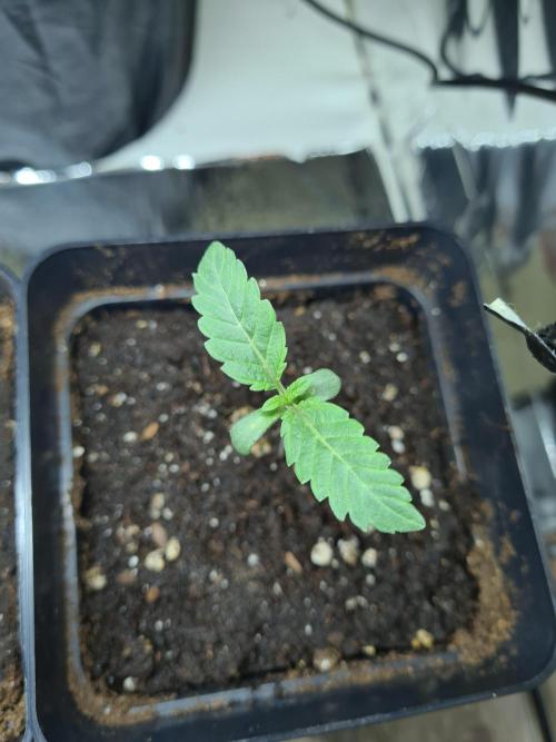 Gelato 44 | Royal Queen Seeds. Week 0 - 10-11